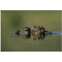Pied-billed Grebe parent with two chicks on its back and one learning to swim, New Mexico-Paper Art-38"x26"