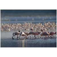 Lesser Flamingo group feeding enmass in the shallow waters of Lake Bogoria, Kenya, Africa-Paper Art-32"x22"