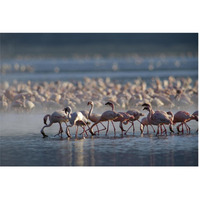 Lesser Flamingo group feeding enmass in the shallow waters of Lake Bogoria, Kenya, Africa-Paper Art-62"x42"