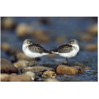 Western Sandpipers pair standing back to back with beaks tucked under wings, North America-Paper Art-50"x34"