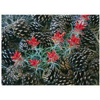 Indian Paintbrush surrounded by pine cones, South Rim, Grand Canyon National Park, Arizona-Paper Art-34"x26"