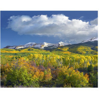 East Beckwith Mountain flanked by fall colored Aspen forests under cumulus clouds, Colorado-Paper Art-30"x24"
