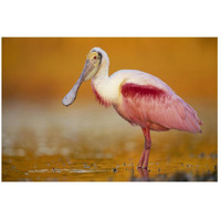 Roseate Spoonbill adult in breeding plumage standing in golden-colored water, North America-Paper Art-26"x18"