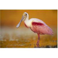 Roseate Spoonbill adult in breeding plumage standing in golden-colored water, North America-Paper Art-62"x42"