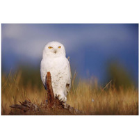 Snowy Owl adult perching on a low stump in a field of green grass, British Columbia, Canada-Paper Art-20"x14"