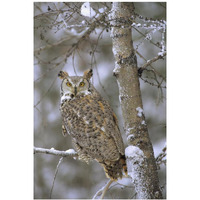 Great Horned Owl in its pale form perching in a snow-covered tree, British Columbia, Canada-Paper Art-14"x20"