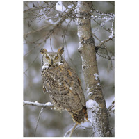 Great Horned Owl in its pale form perching in a snow-covered tree, British Columbia, Canada-Paper Art-18"x26"