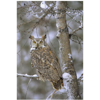 Great Horned Owl in its pale form perching in a snow-covered tree, British Columbia, Canada-Paper Art-26"x38"