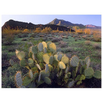 Beavertail Cactus with Picacho Mountain in the background, Pichaco Peak State Park, Arizona-Paper Art-34"x26"