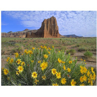 Temple of the Sun with Common Sunflowers in the foreground, Capitol Reef National Park, Utah-Paper Art-37"x30"