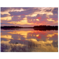 American Alligator surfacing in Nine Mile Pond at sunrise, Everglades National Park, Florida-Paper Art-42"x32"