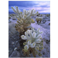 Teddy Bear Cholla or Jumping Cholla under stormy skies, Joshua Tree National Park, California-Paper Art-14"x18"