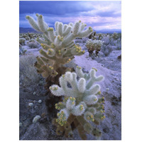 Teddy Bear Cholla or Jumping Cholla under stormy skies, Joshua Tree National Park, California-Paper Art-38"x50"
