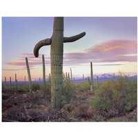 Saguaro cactus field with Sierrita Mountains in the background, Saguaro National Park, Arizona-Paper Art-18"x14"