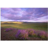 Large-leaved Lupine in bloom overlooking grassland, Carrizo Plain National Monument, California-Paper Art-20"x14"