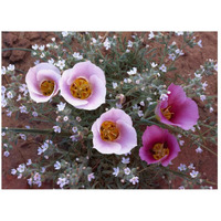 Sego Lily group, state flower of Utah with bulbous edible root, Canyonlands National Park, Utah-Paper Art-26"x20"