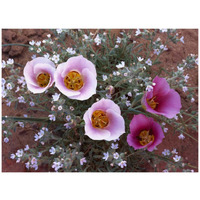 Sego Lily group, state flower of Utah with bulbous edible root, Canyonlands National Park, Utah-Paper Art-42"x32"