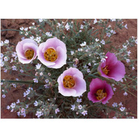 Sego Lily group, state flower of Utah with bulbous edible root, Canyonlands National Park, Utah-Paper Art-50"x38"