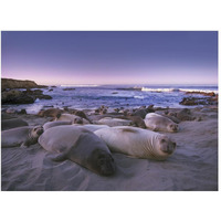 Northern Elephant Seal juveniles laying on the beach, Point Piedras Blancas, Big Sur, California-Paper Art-50"x38"