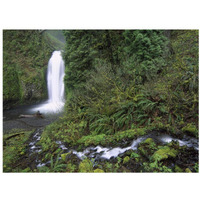 Multnomah Falls cascading through temperate rainforest, Columbia River Gorge near Portland, Oregon-Paper Art-34"x26"