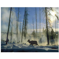 Elk female in the snow with steam rising from nearby hot spring, Yellowstone National Park, Wyoming-Paper Art-34"x26"