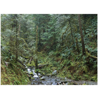 Cascade along Eagle Creek flowing through temperate old growth rainforest, Columbia River Gorge, Oregon-Paper Art-26"x20"
