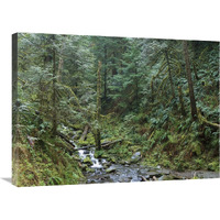 Cascade along Eagle Creek flowing through temperate old growth rainforest, Columbia River Gorge, Oregon-Canvas Art-32"x24"