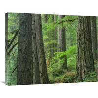 Old growth forest of Western Red Cedar Grove of the Patriarchs, Mount Rainier National Park, Washington-Canvas Art-32"x24"