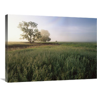 Oak trees shrouded in fog, tallgrass prairie in Flint Hills taken over by invasive Great Brome Grass, Kansas-Canvas Art-32"x24"