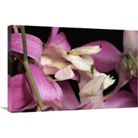 Orchid Mantis and orchid flower, Malaysia-Canvas Art-30"x20"