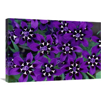 Painted Petal spring flower, Nieuwoudtville Reserve, South Africa-Canvas Art-30"x20"