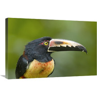 Collared Aracari, Costa Rica-Canvas Art-30"x20"
