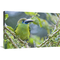 Emerald Toucanet, Costa Rica-Canvas Art-30"x20"
