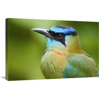 Blue-crowned Motmot, Costa Rica-Canvas Art-30"x20"