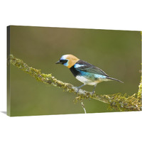 Golden-hooded Tanager, Costa Rica-Canvas Art-36"x24"