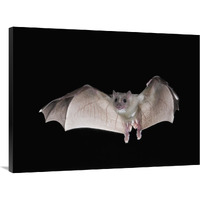 Egyptian Fruit Bat flying, Michigan-Canvas Art-40"x30"