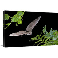 Egyptian Fruit Bat flying, Michigan-Canvas Art-30"x20"