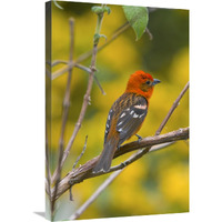 Flame-colored Tanager male, Costa Rica-Canvas Art-20"x30"