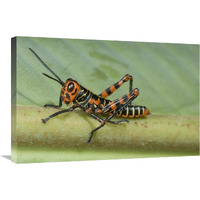 Lubber Grasshopper juvenile, Costa Rica-Canvas Art-30"x20"