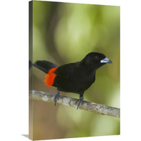 Scarlet-rumped Tanager male, Costa Rica-Canvas Art-20"x30"