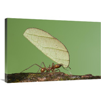 Leafcutter Ant carrying leaf, Costa Rica-Canvas Art-36"x24"
