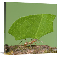 Leafcutter Ant carrying leaf, Costa Rica-Canvas Art-24"x24"