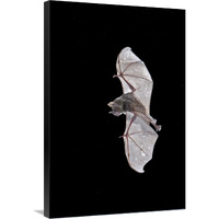 Seba"s Short-tailed Bat flying, Michigan-Canvas Art-24"x36"