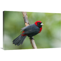 Crimson-collared Tanager male, Costa Rica-Canvas Art-36"x24"