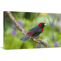Crimson-collared Tanager male, Costa Rica-Canvas Art-30"x20"
