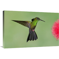 Red-footed Plumeleteer male flying, Costa Rica-Canvas Art-36"x24"