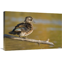 Wood Duck female, North Chagrin Reservation, Ohio-Canvas Art-30"x20"