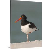 American Oystercatcher, Fort Desoto Park, Florida-Canvas Art-20"x30"