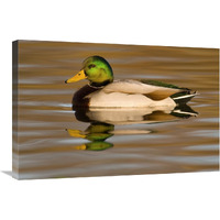 Mallard swimming, Kellogg Bird Sanctuary, Michigan-Canvas Art-30"x20"
