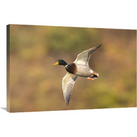 Mallard male flying, Kellogg Bird Sanctuary, Michigan-Canvas Art-36"x24"